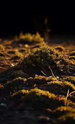 small bushes with moss growing on the dirt