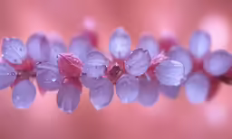 some white and purple flowers are next to each other