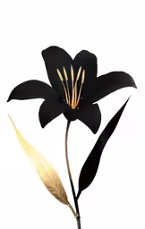 a single black flower that is on top of a table