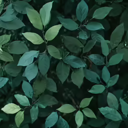leaves on a tree that are mostly green