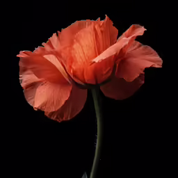 a close up view of a large orange flower