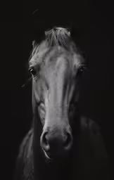 a very close up portrait of a white horse