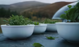 three white bowls on top of a table filled with plants