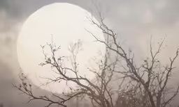 branches against a cloudy background with the moon in the distance