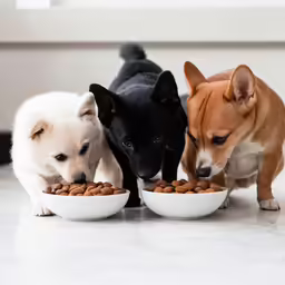 two brown black and white dogs some food and one is eating