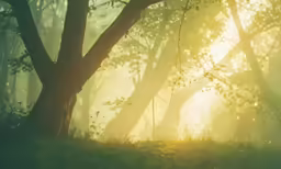 the fog is shining in this forest as sunlight shines down