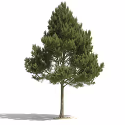 tree with shadow on white surface by small white dog