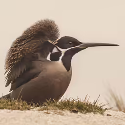 two black and white birds standing next to each other