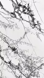 a group of trees that have no leaves