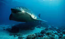 shark swimming above corals and under water