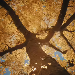 a tall tree with lots of leaves in autumn