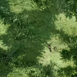 some birds are sitting in the shade of green foliage