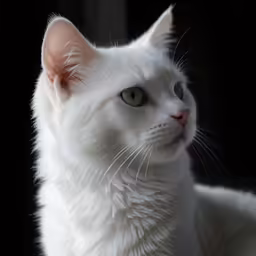 white cat looking away with black background
