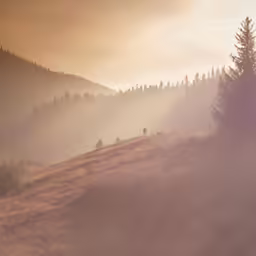 the horses are roaming in the misty field