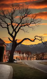 a lonely tree is near a street as the sun sets