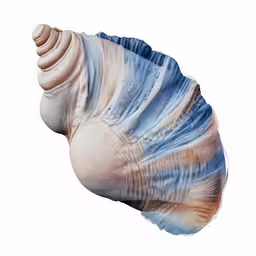 a colorful sea shell is isolated on a white background