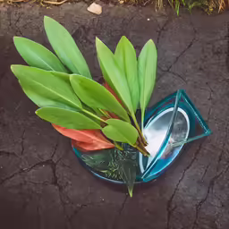 a green plant sitting in a glass vase
