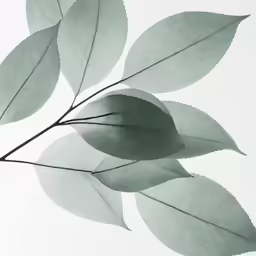 green leaves against the sky as seen from below
