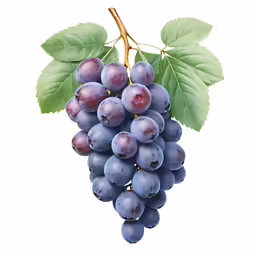 a grape cluster with green leaves on white background