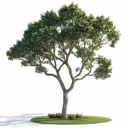 a small grassy area with a tree and grass