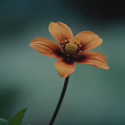 there is an orange flower with a stem that has been closed