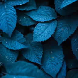 the leaves have drops of water on them