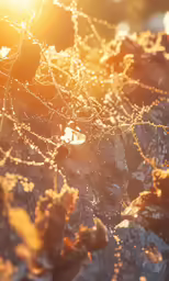 the back of a large tree is covered in dew