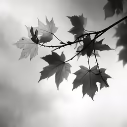 leaves that are sitting on top of a tree