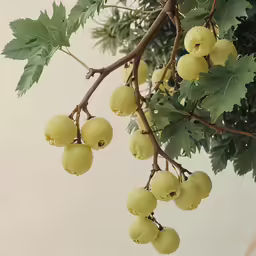 the fruit is hanging on a tree limb