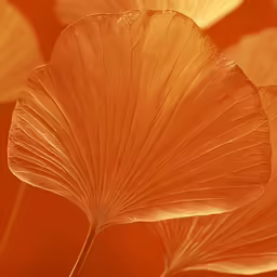 closeup of large orange leaf showing intricate details