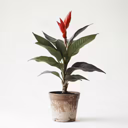 a flower in a pot sitting on the ground