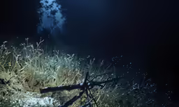 a trail running in the dark with lots of grass