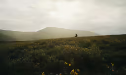 a person sits in a field at sunrise with wild flowers