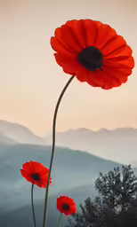 three orange flower growing on the side of a hill