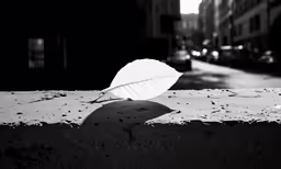 a lone leaf lies on the side of the road