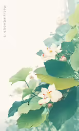 white flowers with green leaves on a tree