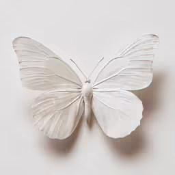 an ivory colored moth sits upon a white surface