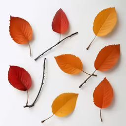 six leaf stems with leaves on them laying on the floor