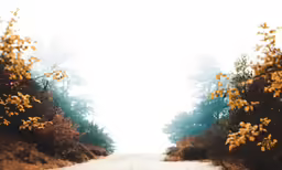 a lonely road in a pine forest with yellow flowers on the trees