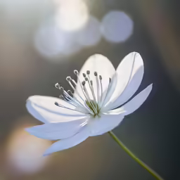 there is a white flower that has been blooming