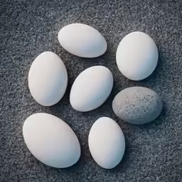 five white and grey stones are on the ground
