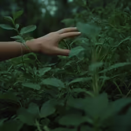 a hand reaching out from among the green leaves