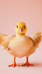 a small yellow chicken standing up on top of a pink background