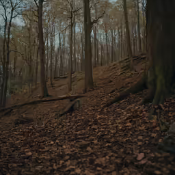 the ground is covered in leaves and leaves are covering it