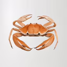 an orange crab is standing upright while facing the camera