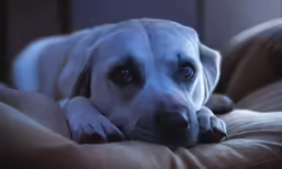 the dog is laying down on the couch looking into the camera