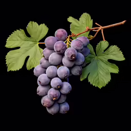 a bunch of purple grapes with green leaves on a branch