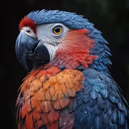 closeup of a colorful parrot face on black