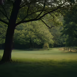 this is an empty field in the middle of some trees