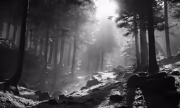 a trail is in a foggy forest with trees